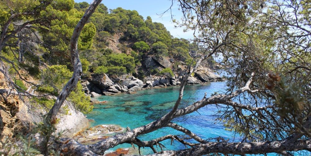 Image Domaine du Rayol, Jardin des Méditerranées