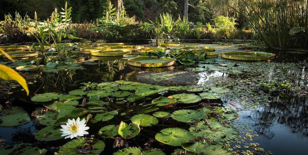 Image Jardin botanique Val Rahmeh